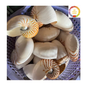 Carcasa de Nautilus pulida de alta calidad | Carcasa decorativa natural para decoración costera de lujo para el hogar - Product Image 2