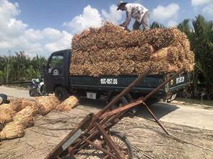 ผักตบชวาอบแห้งวัตถุดิบอเนกประสงค์เป็นมิตรกับสิ่งแวดล้อมสำหรับงานหัตถกรรมบาสเก็ตบอล - Product Image 3