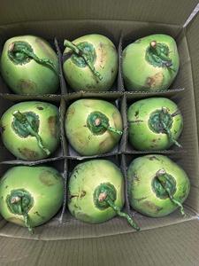 Noix de coco jeune fraîche de haute qualité avec bouton pratique Origine Vietnam - Product Image 4