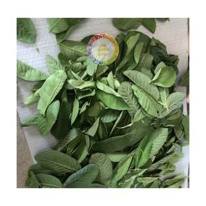 ใบฝรั่งแห้งสำหรับชาเพื่อสุขภาพเป็นกลุ่มแหล่งกำเนิดจากเวียดนาม - Product Image 2