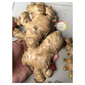 Raíz de especias naturales de calidad superior de Vietnam de jengibre fresco con fuerte aroma adecuado para cocinar bebidas de té y suministro de exportación - Product Image 6