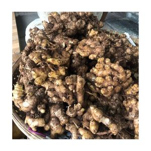 VIETNAM VENTE EN GROS GINGEMBRE FRAIS GINGEMBRE BUFFALO SUPER ÉPICÉ SUPER MEILLEUR PRIX HOT DEAL 2025 NOUVELLE CULTURE GINGEMBRE - Product Image 4