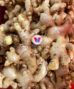 Gingembre séché du Vietnam VDELTA |   Qualité stable |   Vente en gros - Product Image 6