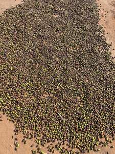 Hierba india tradicional Black Himej Producto agrícola Premium - Product Image 4