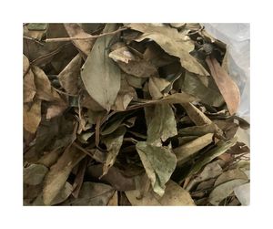 ใบทุเรียนเทศแห้งคุณภาพสูง-สีเขียวธรรมชาติและรสเปรี้ยวหวานไม่เหมือนใครสำหรับผสมชา - Product Image 4