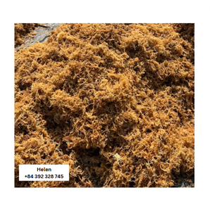 Musgo de mar seco dorado de primera calidad de Vietnam, baja humedad, sin sal, tipo de cosecha de mar natural de Vietnam - Product Image 3