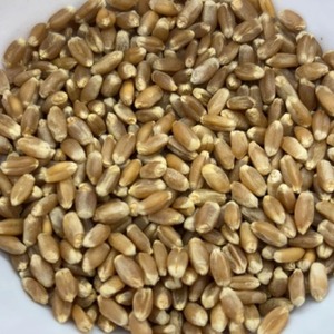 Trigo de Grado Industrial para Alimentación Humana, 13% de Humedad, Bolsas de PP de 25/50 kg - Trigo Integral Seco a Precio de Mayoreo - Product Image 1