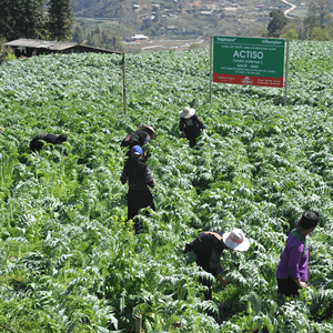 Venta al por mayor, extracto de hoja de alcachofa de Vietnam, polvo marrón (Cynarin 2,5%; ácido clorogénico 0,6%) - Product Image 5