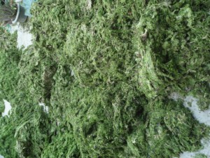 Algues vertes séchées du Vietnam-Bonnes algues vertes séchées - Product Image 2