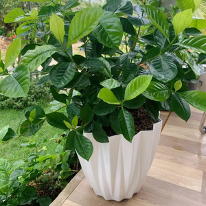 Fabricantes de Macetas de Plástico Reciclado de Color Personalizado para Uso en Interiores, Exteriores y Jardines - Macetas para Bonsái con Moldes Personalizados - Product Image 6