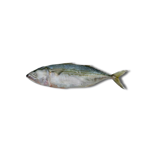 Prix d'usine Maquereau indien entier congelé IQF, poids personnalisable, emballage en vrac/sous vide, prêt à l'exportation, produits de la mer - Product Image 2