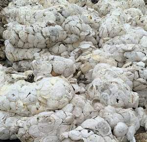 Látex natural premium y gomas de caucho HA (60% DRC) - Product Image 2