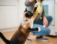 Ensemble de jouets pour chat sur le thème alimentaire, poulet et maïs en peluche avec herbe à chat, jouet interactif souple à mâcher pour chats d'intérieur et chatons