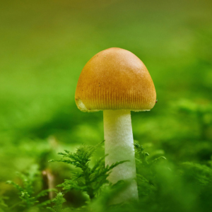 Hematsutake Agaricus blazei Murill japonés de alta calidad hecho en Japón para alimentos saludables y suplementos dietéticos - Product Image 1