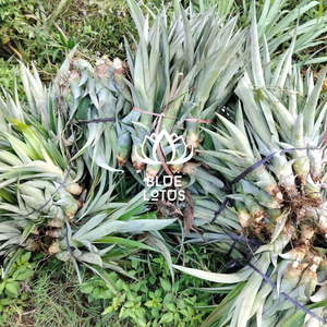 PLANTAS DE PIÑA MD2 DE VIETNAM - Product Image 2