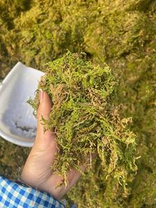 มอสพืชแห้งมอส sphagnum สำหรับห่อรากควบคุมความชื้นในบรรจุภัณฑ์ต้นไม้ - Product Image 5
