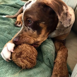 Jouet à mâcher vietnamien en fibre de coco coco pour chiens-Jouet naturel pour animaux de compagnie pour le nettoyage des dents, produit écologique durable fabriqué au Vietnam - Product Image 3