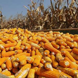 Maíz Amarillo Orgánico Seco al por Mayor de Fábrica, Maíz Blanco para Consumo Humano y Alimentación Animal, Paquete a Granel - Product Image 5