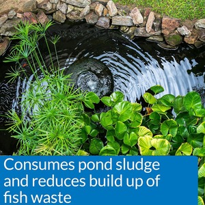 Botella de 100 lb fabricada en EE. UU. Etiqueta privada Opciones de logotipo personalizado Bacterias Enzima Fórmula para limpiar estanques de lodo Equipo de acuicultura - Product Image 3