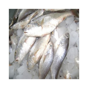 TROPAS ROMANAS Pescado de corvina congelado de la mejor calidad directo de la India 24 meses de vida útil 1 contenedor MOQ - Product Image 1