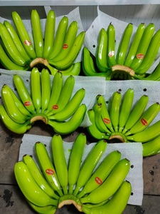 Tropical <strong>Banana</strong> High Quality Best Selling <strong>Banana</strong> Sweet Style Green <strong>Banana</strong> Grown in Vietnam - Product Image 3