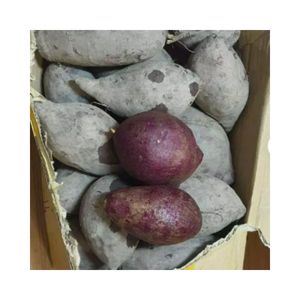 PAPA MACHO MORADA FRESCA, OFERTA ESPECIAL, PRECIO AL POR MAYOR, NUEVA COSECHA 2025, ESTÁNDAR DE EXPORTACIÓN, PRECIO BAJO - Product Image 4