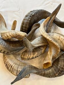Vrais cornes de mouton naturelles polies pour la décoration et l'artisanat, de haute qualité - Product Image 5