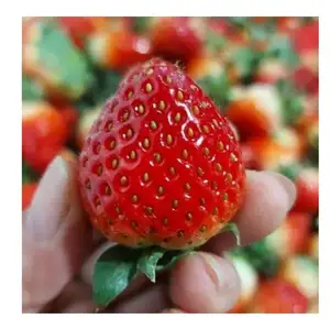 Nhà Máy Tốt Nhất Giá Hữu Cơ Iqf Dâu Tây-Dâu Tây Tươi Đóng Băng Khô Số Lượng Lớn Bán Dâu Tây Hoang Dã Chất Lượng Cao Trái Cây Tuyệt vời - Product Image 1