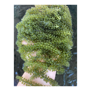 Meilleure offre pour déshydrater les algues sèches Caulerpa Lentillifera raisin de mer séché mousse de mer du Vietnam - Product Image 6