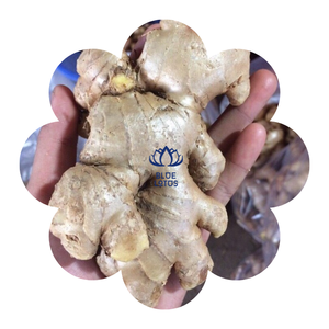 ขิงสดคุณภาพสูงปี 2024 จากฟาร์มบัวสีฟ้าเวียดนาม - Product Image 1