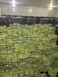 Iqf อะโวคาโดสดครีมและพร้อมสำหรับการจัดส่งทั่วโลก - Product Image 4