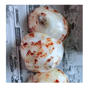 Coquille décorative pour les emballages de cadeaux et le style de la maison par le fournisseur vietnamien 99 Gold Data Limpet Shell - Product Image 5