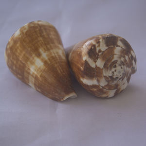 Conus vexillum Gmelin เปลือกหอยเครื่องประดับธรรมชาติเปลือกหอย conidae Conus เปลือกหอยขัดขนาด6-8ซม. - Product Image 1