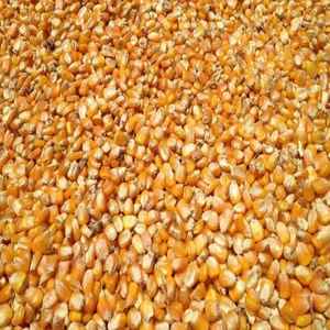 Granos de Maíz Amarillo Secos de Alta Calidad, Sin Gluten, Sin OMG, con una Pureza del 99.99% - Product Image 1