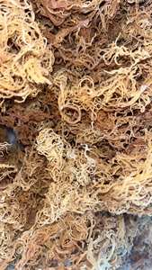 MARISCOS SECOS NATURALES-MUSGO DEL MAR DE ORO EXPORTACIÓN DE 99 DATOS DE ORO - Product Image 6