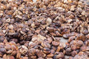 ก้อนถ้วยยางธรรมชาติเกรดคุณภาพ 65% -75% DRC - Product Image 5