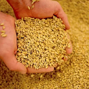 Giảm giá bán buôn lúa mạch hữu cơ malts để bán