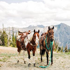 Durable Nylon <b>Rope</b> Halter Beaded Noseband Matching Lead <b>Rope</b>-Premium Equestrian Gear (Customized Color) - Product Image 2