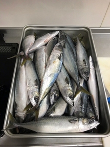 Vente en gros de fruits de mer frais en vrac de haute qualité, poisson de brochet entier, goutté ou décapité - Product Image 4