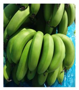 ขายร้อนกล้วยสดกล้วย Cavendish สีเขียว / กล้วยเขตร้อนกล้วยเขียวสด Cavendish ผลไม้สดจากเวียดนาม - Product Image 6