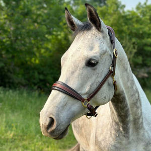 El Halter de cuero acolchado está hecho de cuero de búfalo suave y de alta calidad. La banda nasal forrada de pantorrilla y la corona anatómica ofrecen una oferta óptima - Product Image 5