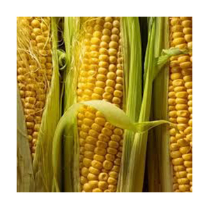 Calidad de embalaje a granel maíz amarillo no Gmo al por mayor de alto fabricante nuevo mejor material con tarifa barata - Product Image 4