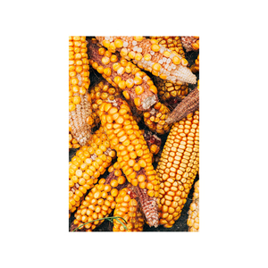 Maíz dulce de la mejor calidad de exportación, maíz amarillo para alimentación de ganado y consumo humano - Product Image 1