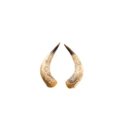 Buffle décoratif paire corne avec taille personnalisée poli à la main en gros vente chaude meilleure qualité vache paire corne