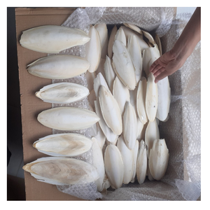 Factory Direct Price <b>Cuttlefish</b> bone export quality material from Vietnam suitable for wholesale distribution & global sourcing - Product Image 1