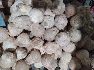 Noix de coco mature semi-décortiquée à l'exportation directe avec eau douce et rafraîchissante, bonne pour la cuisson, le mélange et la transformation des boissons - Product Image 4