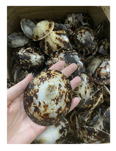 เปลือกหอยที่เป็นทะเลของเวียดนาม100% ธรรมชาติของเวียดนามในราคาที่ดีสำหรับเครื่องประดับและเครื่องประดับ - Product Image 3