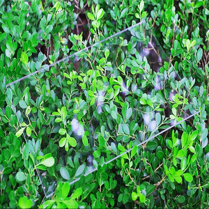 Cutting1220x2440mm dekoratif 500cm kalın büyük akrilik levha dahil olmak üzere beyaz akrilik levha çoklu renkler ekstrüzyon işleme - Product Image 4