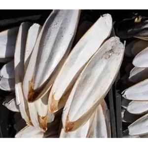 HOT DEAL CUTTLEBONE SUPPLY IN BULK EXPORT WITH BEST PRICES - Product Image 3