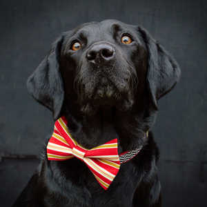 레드 화이트 골드 개 나비 넥타이 도매 크리스마스 애완 동물 액세서리 목걸이 리드 하네스에 대한 멋진 줄무늬 조정 가능한 나비 넥타이 - Product Image 2